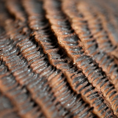 Ceramic Object Mino ー向井 奈生子 “蓋物 蓑”