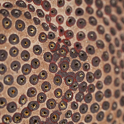 Skin of the earth Ⅳ ー向井 奈生子 “鼓動”