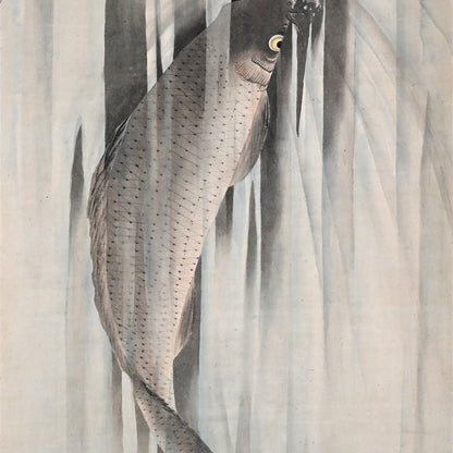 Edo p. Koi Nobori Leaping Carp Pair of Kishi School Scrolls ー“鯉瀧登二幅"