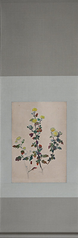 Hanging Scroll, Wild Chrysanthemum Sketch ー野村 耕 "野菊"