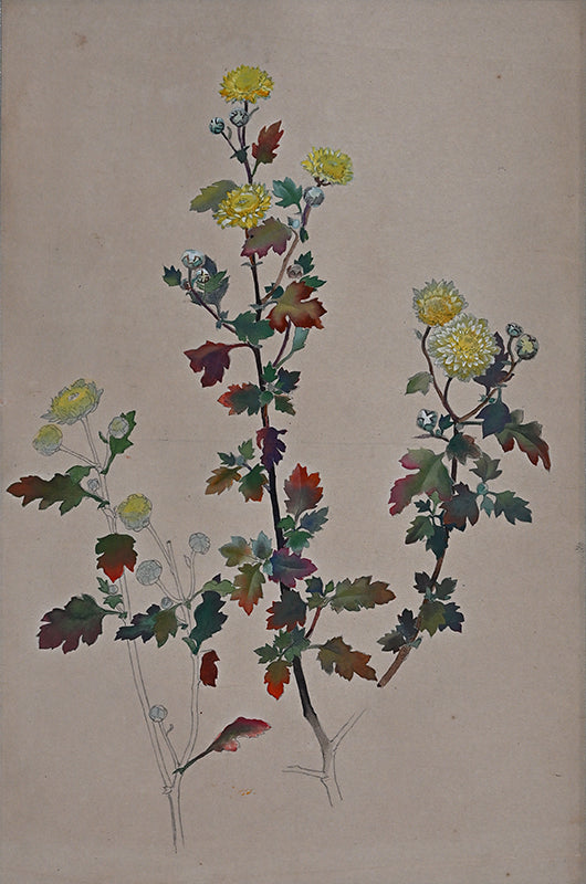 Hanging Scroll, Wild Chrysanthemum Sketch ー野村 耕 "野菊"