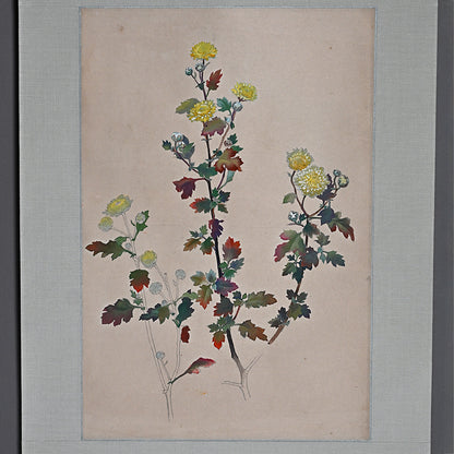 Hanging Scroll, Wild Chrysanthemum Sketch ー野村 耕 "野菊"