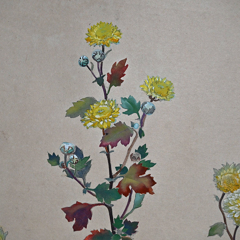 Hanging Scroll, Wild Chrysanthemum Sketch ー野村 耕 "野菊"
