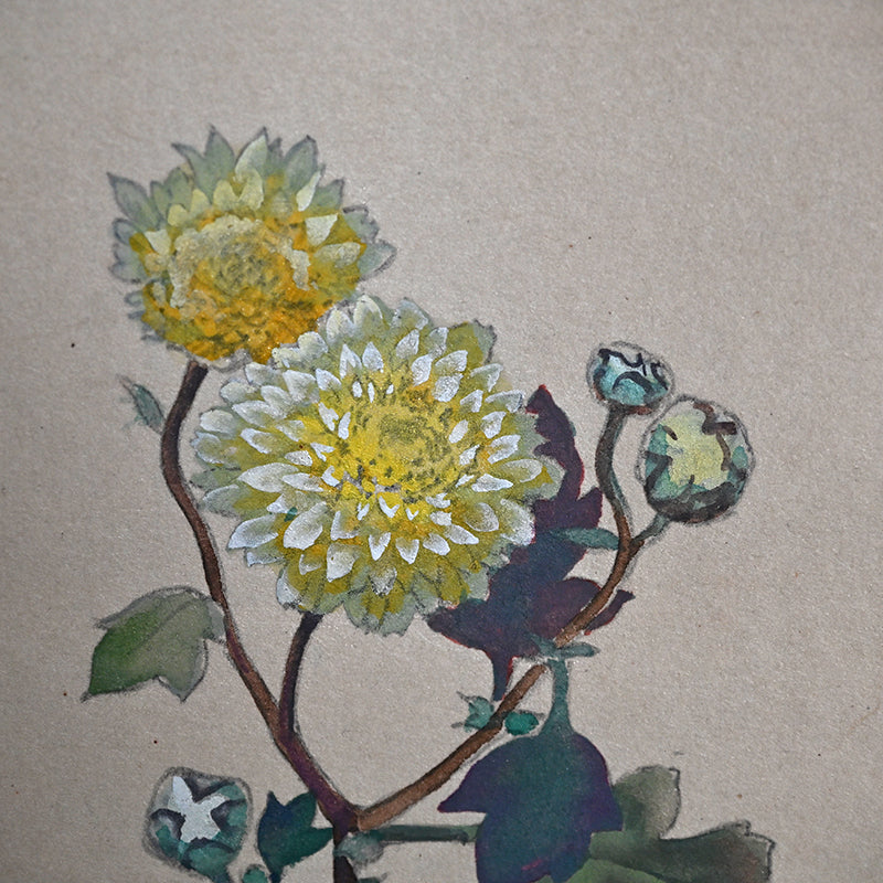 Hanging Scroll, Wild Chrysanthemum Sketch ー野村 耕 "野菊"