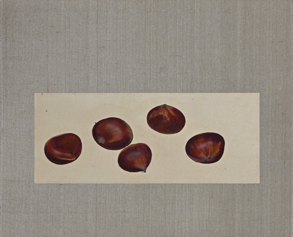 Mounted Hanging Scroll, Chestnut ー野村 耕 “栗”