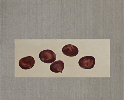 Mounted Hanging Scroll, Chestnut ー野村 耕 “栗”