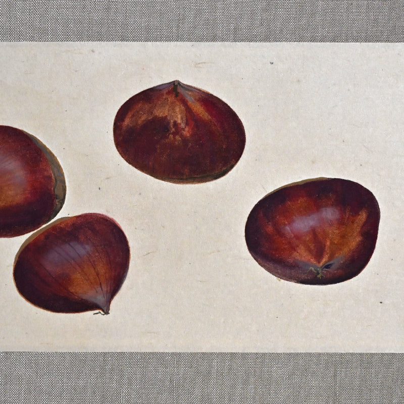 Mounted Hanging Scroll, Chestnut ー野村 耕 “栗”
