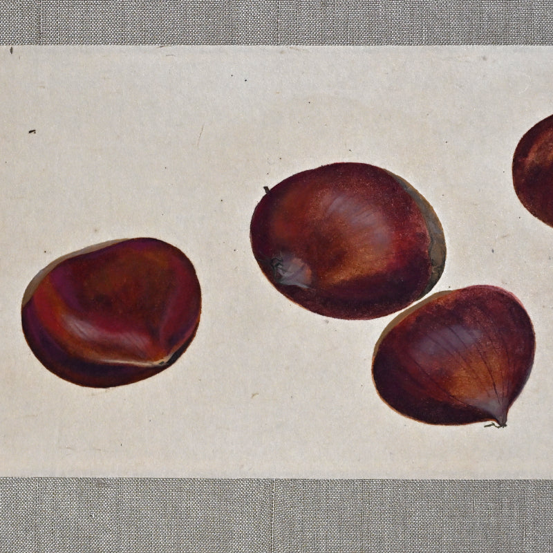 Mounted Hanging Scroll, Chestnut ー野村 耕 “栗”