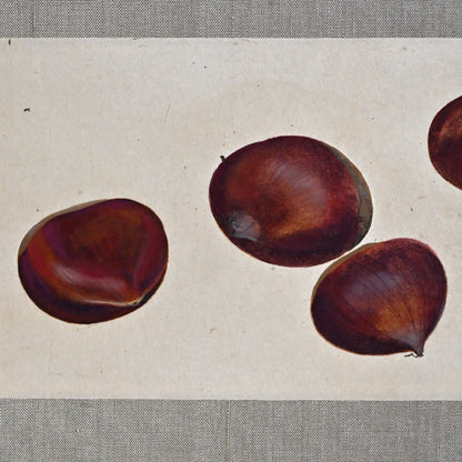 Mounted Hanging Scroll, Chestnut ー野村 耕 “栗”