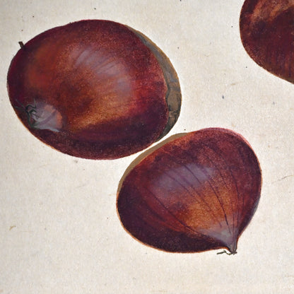 Mounted Hanging Scroll, Chestnut ー野村 耕 “栗”