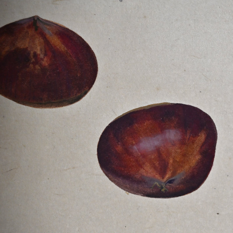 Mounted Hanging Scroll, Chestnut ー野村 耕 “栗”