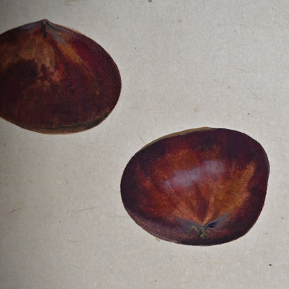 Mounted Hanging Scroll, Chestnut ー野村 耕 “栗”