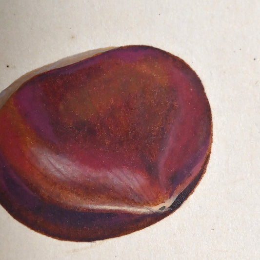Mounted Hanging Scroll, Chestnut ー野村 耕 “栗”