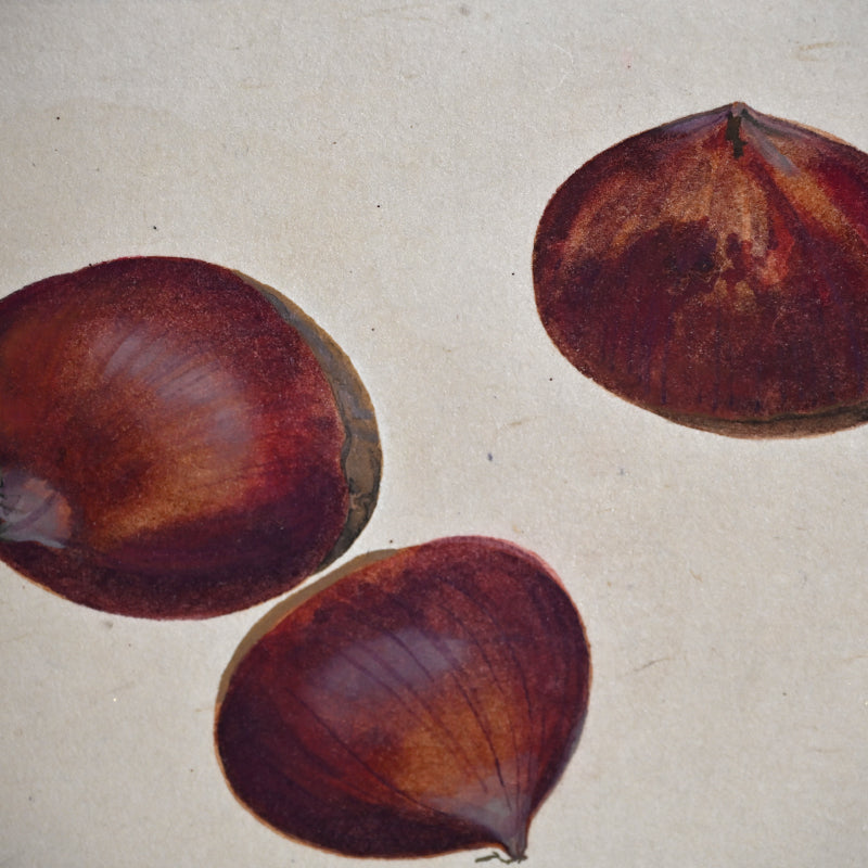 Mounted Hanging Scroll, Chestnut ー野村 耕 “栗”