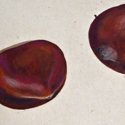 Mounted Hanging Scroll, Chestnut ー野村 耕 “栗”