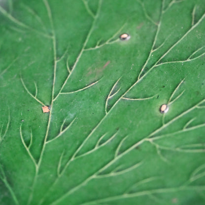 Edo to Meiji p. Green Glazed Ceramic Leaf Plate