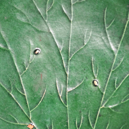 Edo to Meiji p. Green Glazed Ceramic Leaf Plate
