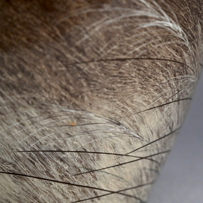 Masterpiece Utsutsukawa Vase ー十三代 横石 臥牛 “百鷲文 花瓶”