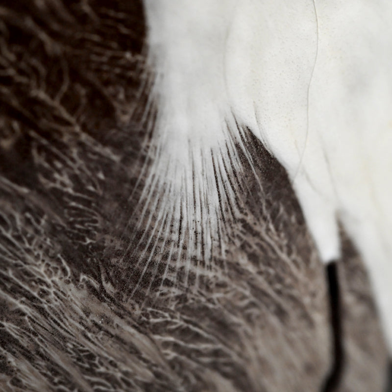 Masterpiece Utsutsukawa Vase ー十三代 横石 臥牛 “百鷲文 花瓶”